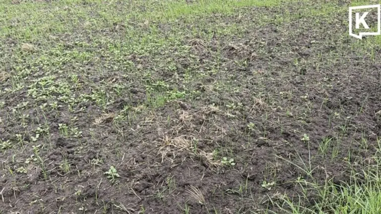 Super El Niño Drought Devastates Korat Rice Farmers