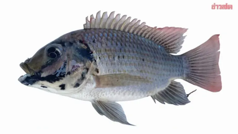 DNA Research Traces Origin of Black Chin Tilapia Outbreak in Thailand