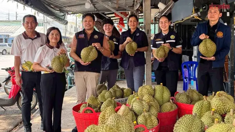 Storm Damage! Commerce Ministry Brings Buyers to Durian Orchards, Purchases Over 100 Tons of Fallen Fruit to Aid Farmers