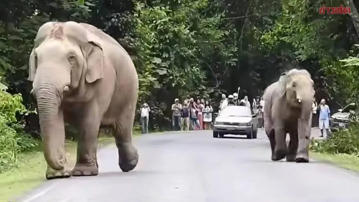 Retired Official Charged After Speeding Near Wild Elephants in Khao Yai