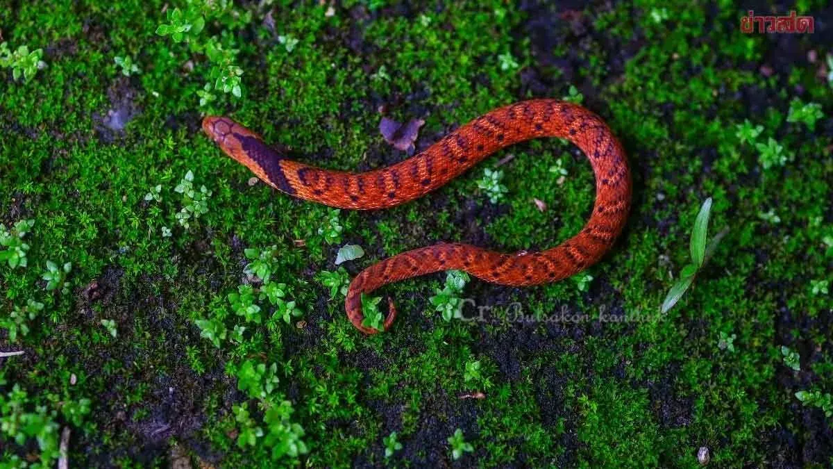 Rare Arrow-Head Snake Spotted at Khao Phanom Thung