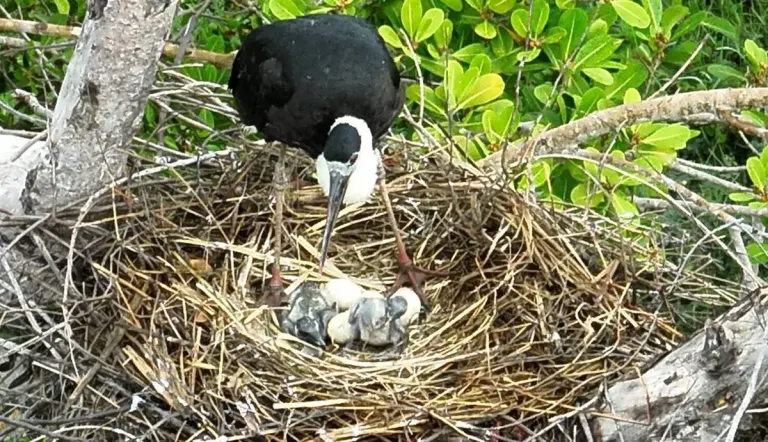 Khao Khiao Open Zoo Celebrates Success as White-Necked Storks Hatch Chicks in the Wild Again