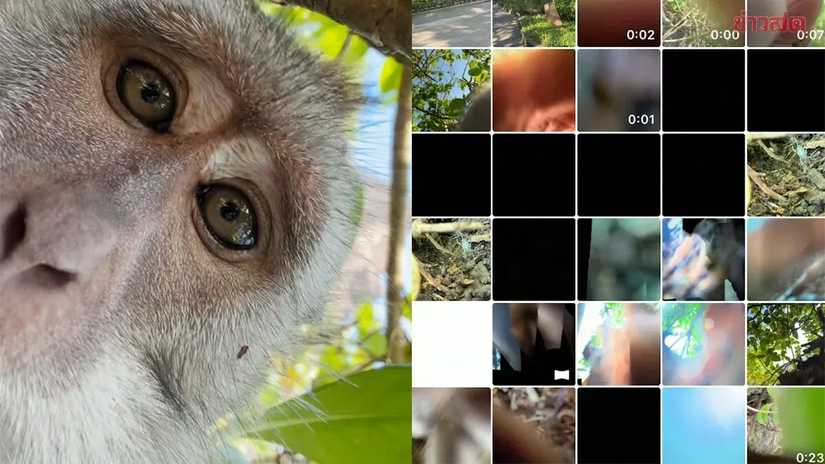 Chinese Tourist Shocked as Monkey Steals Phone and Takes Selfies, Fills Device with Videos
