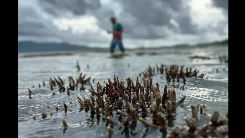 Ao Kung coral, mangrove damage claims intensify