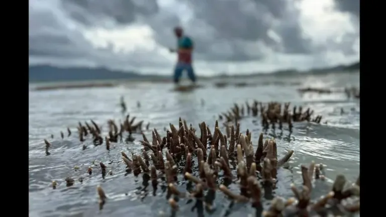Ao Kung coral, mangrove damage claims intensify