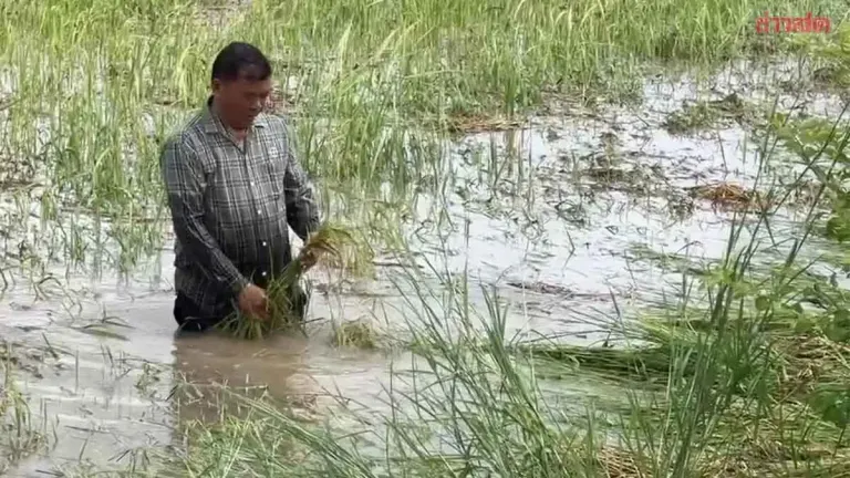 Heavy Rain Floods 1,000 Rai of Rice Fields in Uthai Thani