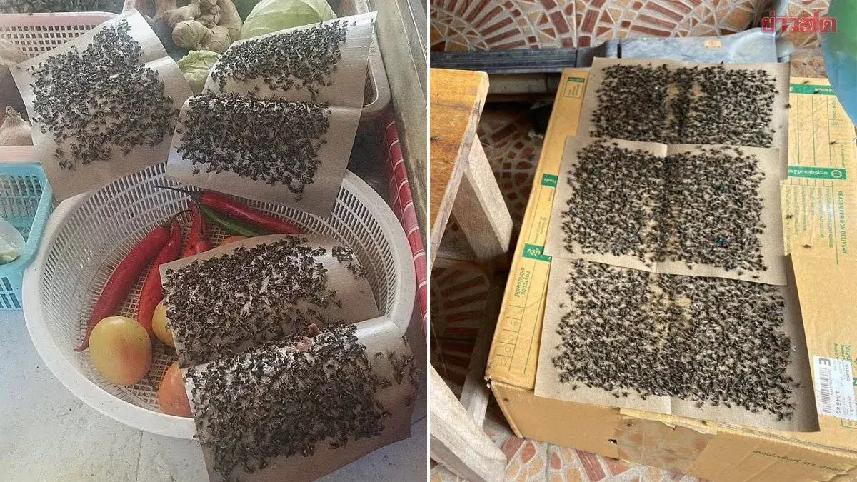 Phuket residents at wit's end as fly swarms reach plague proportions, making daily life nearly impossible