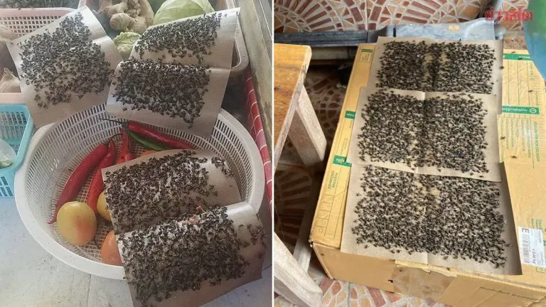 Phuket residents at wit's end as fly swarms reach plague proportions, making daily life nearly impossible