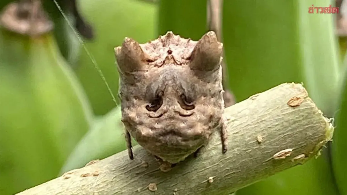 Spider's Dog-Like Face Baffles Internet Users