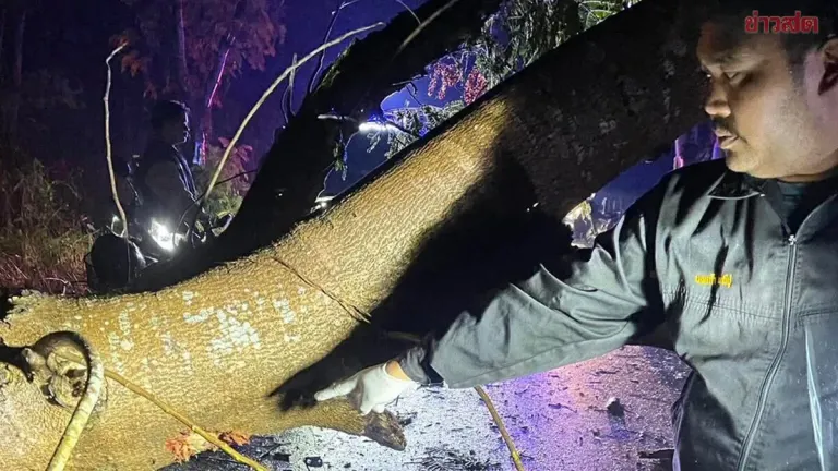 Storm Topples Tree Across Road; 42-Year-Old Motorcyclist Unable to See Obstacle Crashes Fatally with Broken Neck