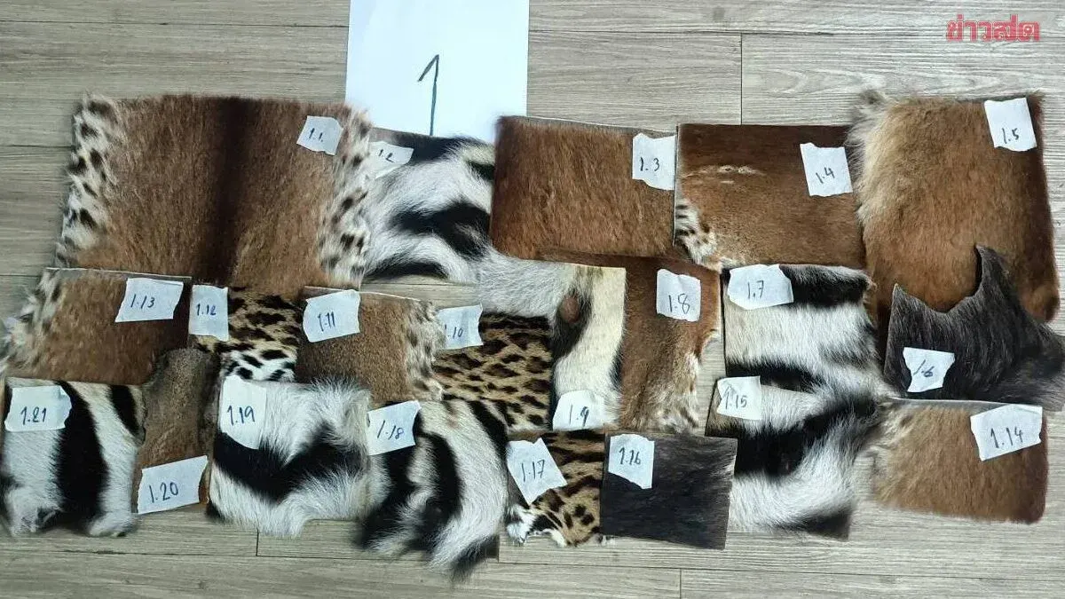 Wildlife Officials Bust Herbal Shop in Nakhon Phanom, Arrest 37-Year-Old Woman Trafficking Protected Animal Parts, Seize Over 100 Tiger Skins and Pangolin Scales