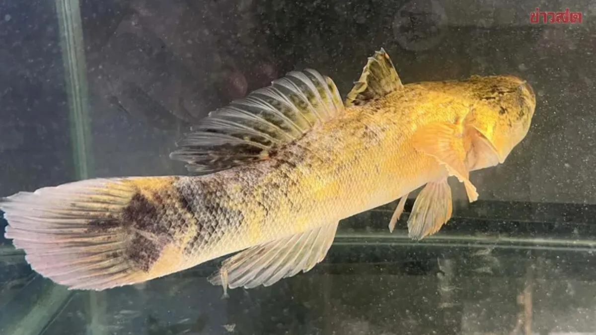 Ten Thousand Won't Do: Young Man Refuses to Sell Golden Betta Fish After Dramatic Color Change