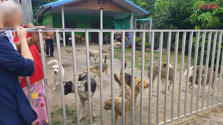Pack of 20 Stray Dogs Attack 8-Year-Old Boy in Shocking Community Incident; Residents Demand Action