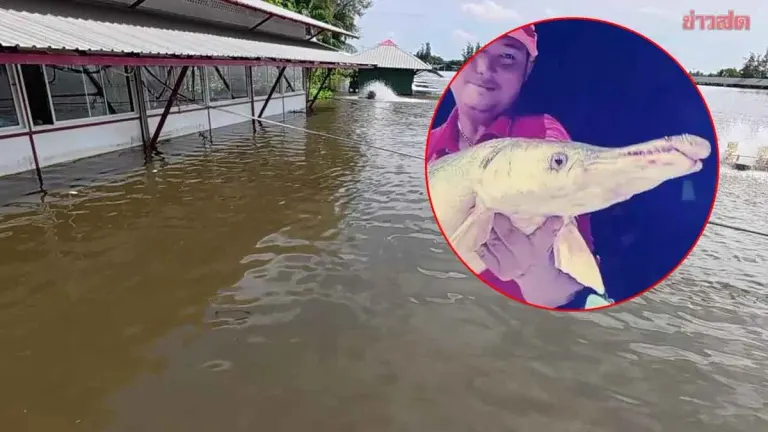 Alligator Fish Escape Flooded Pond in Chachoengsao