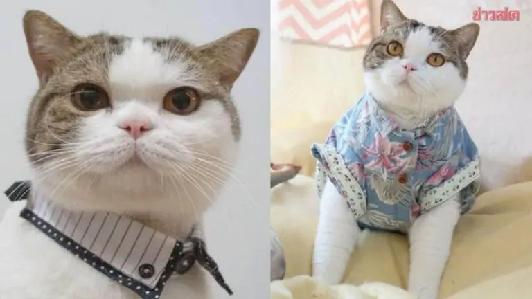 Beloved Internet Cat Tiger Stripes Dies at 15