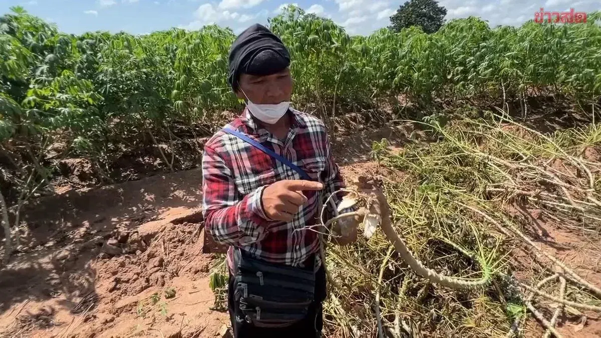 Farmer Hit Twice: Drought Ruins Rice, Thieves Steal Cassava