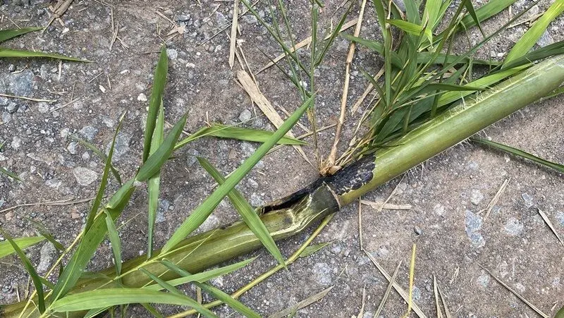 Man Electrocuted Cutting Bamboo Near Power Line