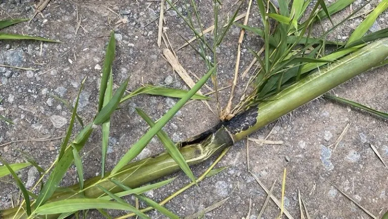 Man Electrocuted Cutting Bamboo Near Power Line