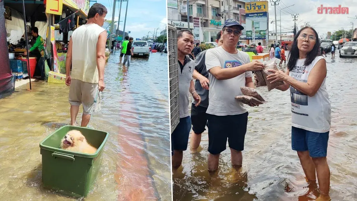Animal Welfare Group Delivers Food to Flood-Stranded Pets