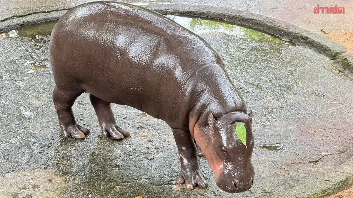 Thailand Celebrates Moo Deng's Second Birthday