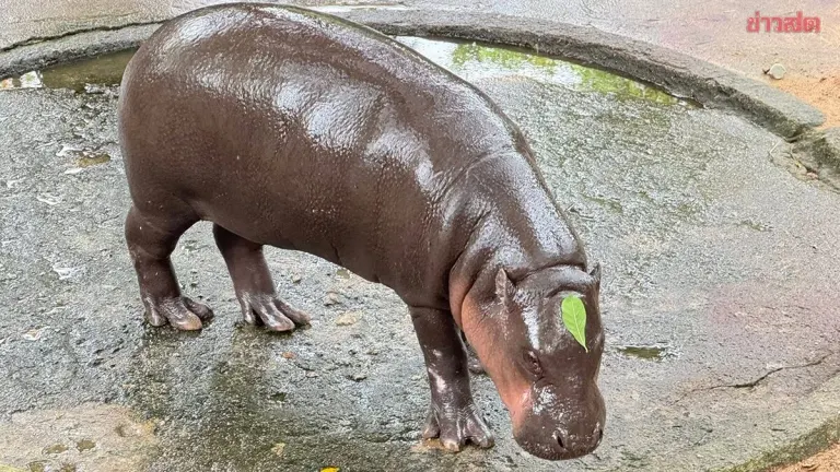 Thailand Celebrates Moo Deng's Second Birthday