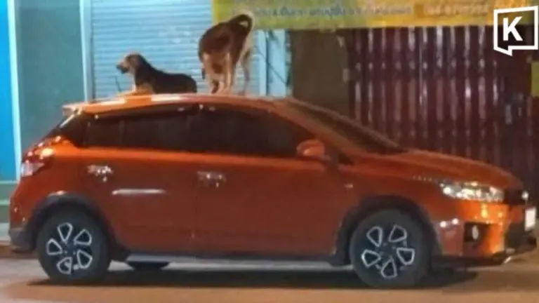 Stray Dogs Use Parked Cars as Rooftop Beds in Phetchabun