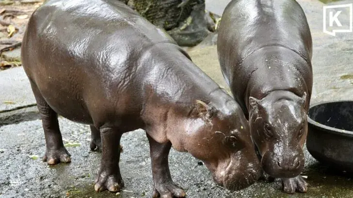 Khao Kheow Zoo Celebrates Moo Deng's Second Birthday