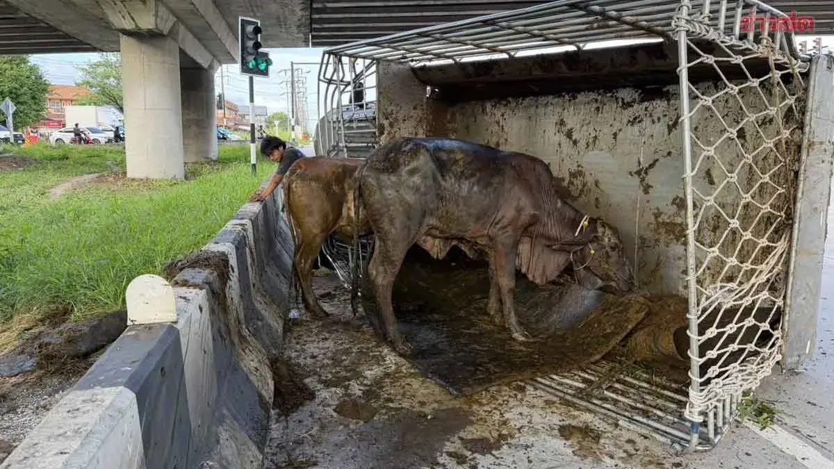 Cattle Truck Overturns, Five Cows Escape in Rayong