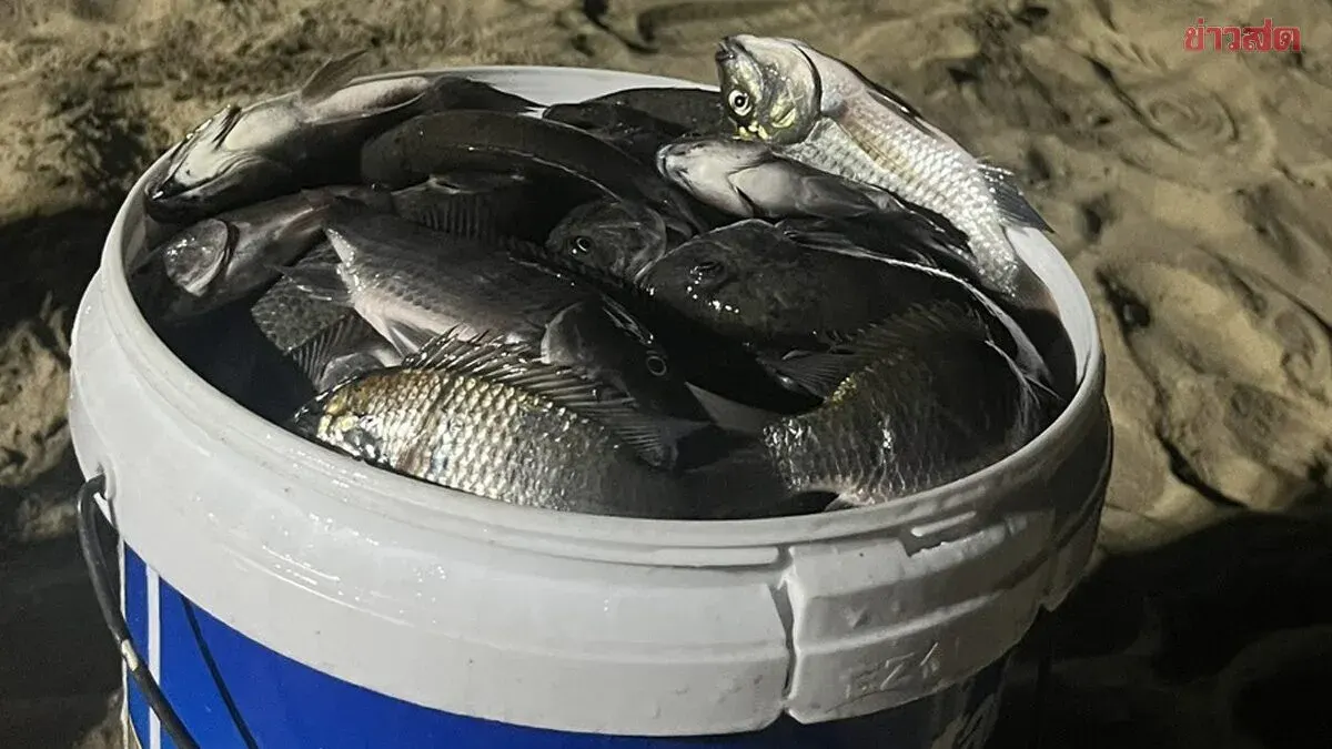 Alarm Grows Over Black-Chin Tilapia Invasion at Pattaya Beach