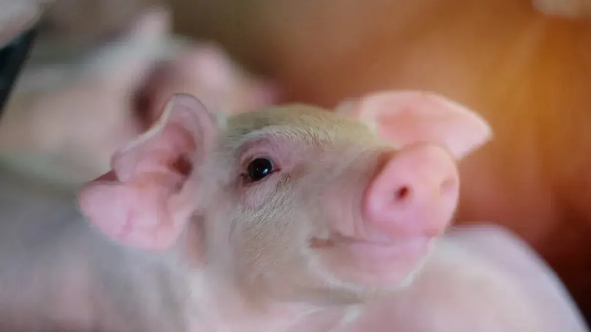 Pork Prices Rise 2 Baht Per Kilogram to Aid Small Farmers
