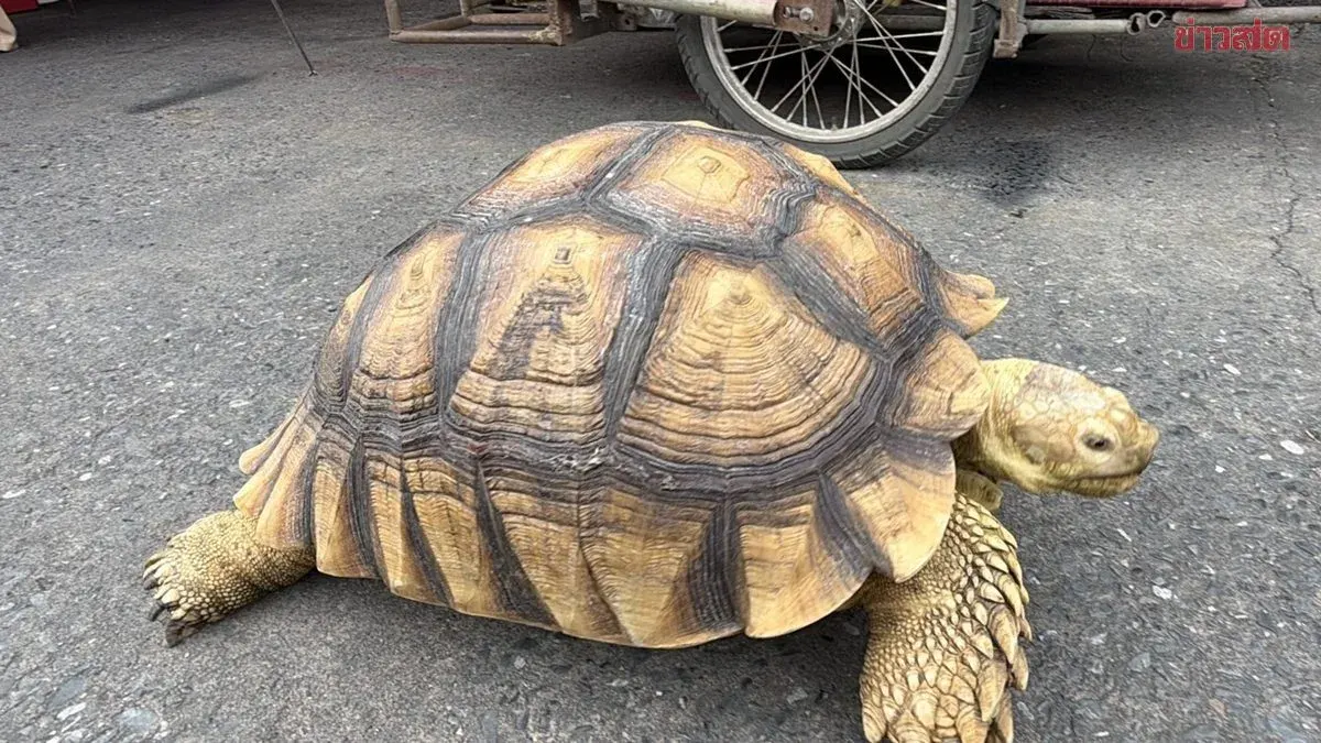 Giant Tortoise Draws Crowds at Village Market, Brings Lottery Luck