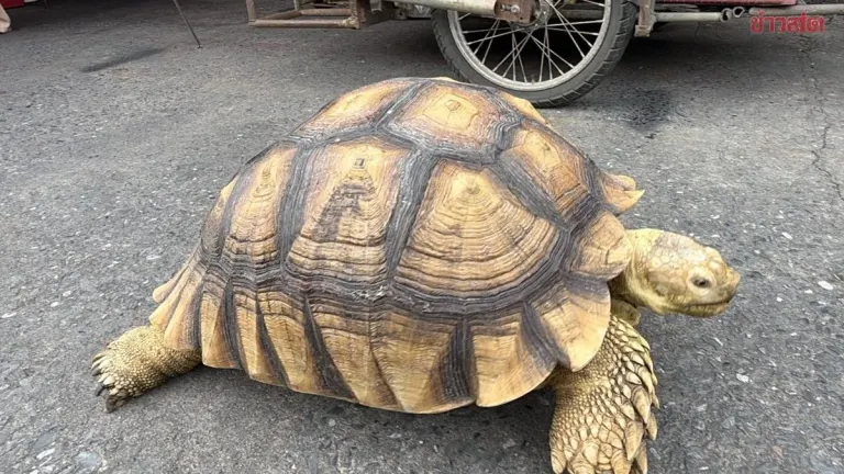 Giant Tortoise Draws Crowds at Village Market, Brings Lottery Luck