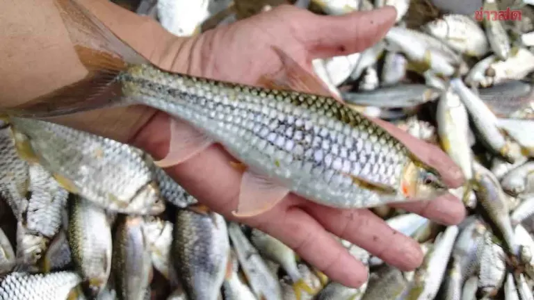 Mass Fish Die-Off in Mao River; Poisoning Suspected