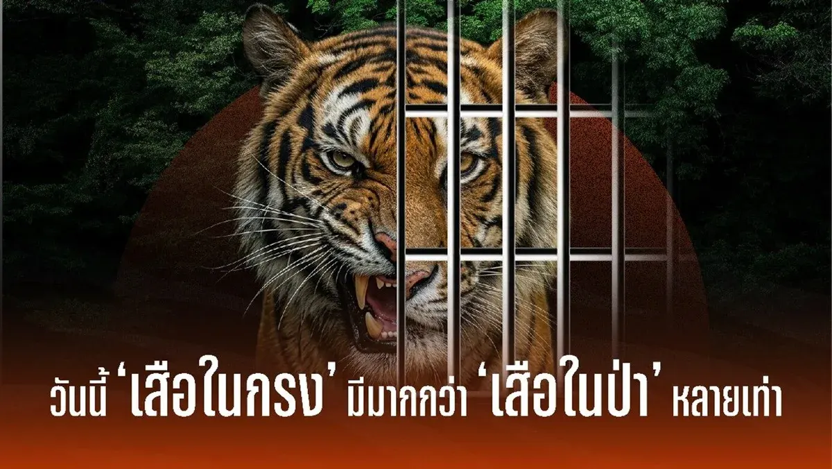 The Other Side of the 'Lord of the Jungle': When Most Tigers Aren't Actually in the Wild