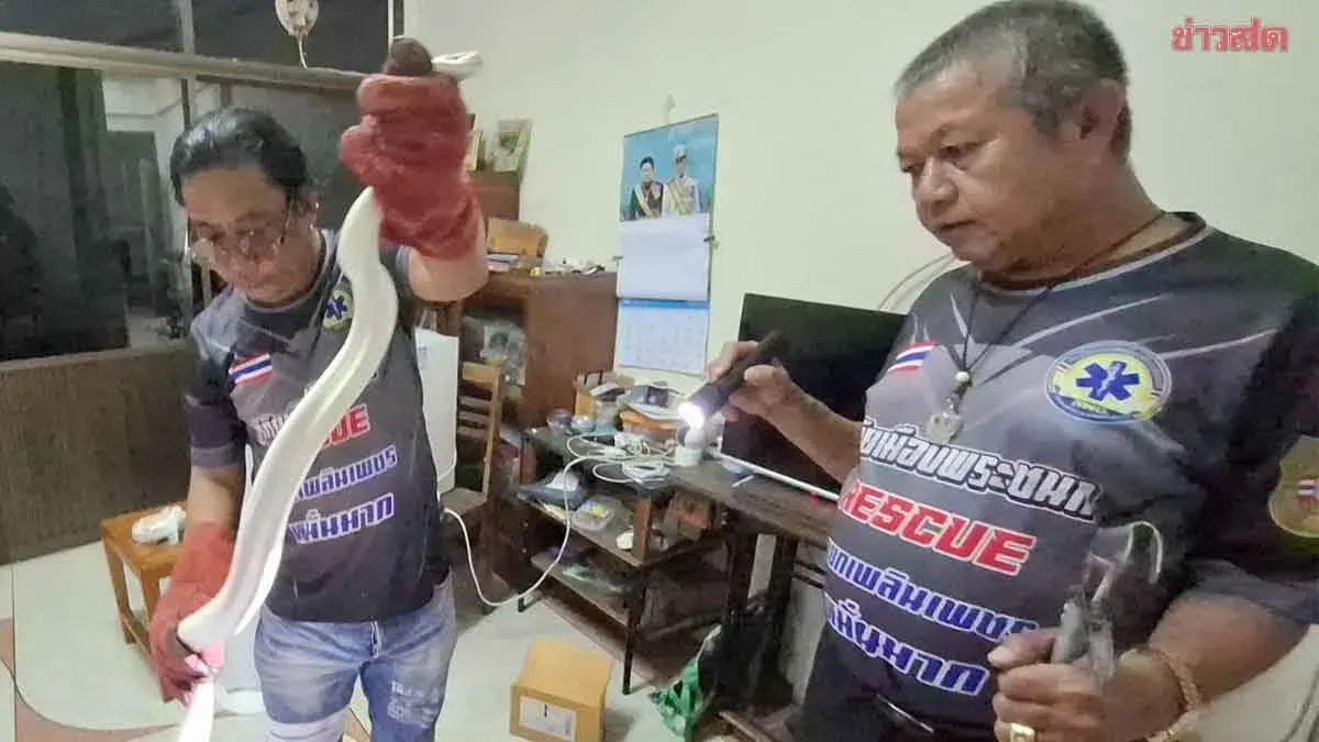 Albino Python Found in Uthai Thani Home Returned to Owner