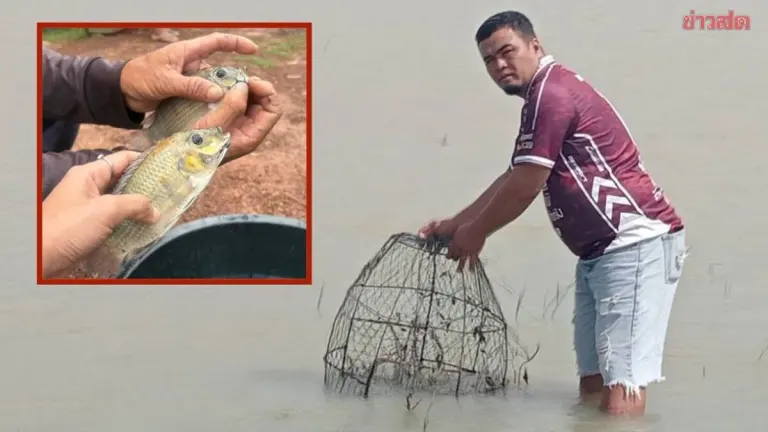Catches of invasive fish species at Lam Pao Dam spike to 126