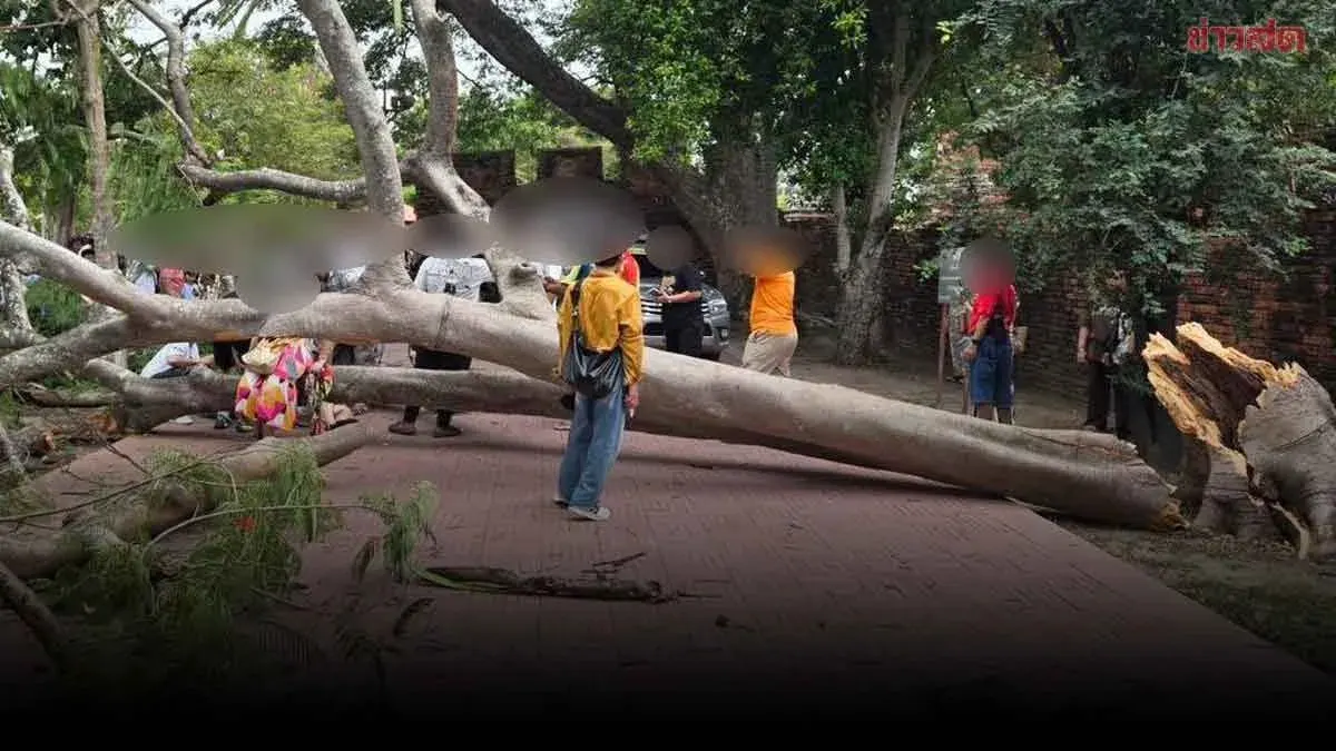 Falling Tree Injures Four Tourists at Ayutthaya Temple