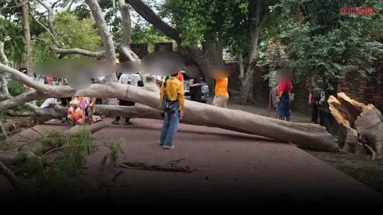 Falling Tree Injures Four Tourists at Ayutthaya Temple