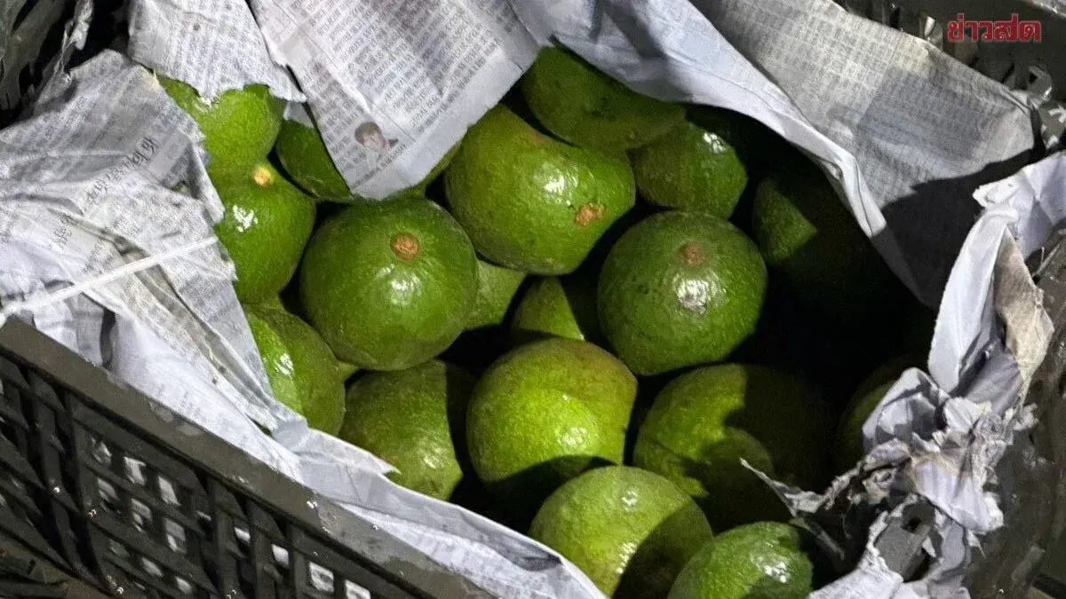 Three Laotians Caught Smuggling Six Tons of Avocados Across Mekong