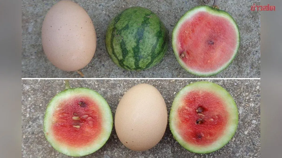 Wow! Tiny 'Micro Watermelons' from US Mother-Daughter Researchers Are Egg-Sized but Taste Just as Sweet