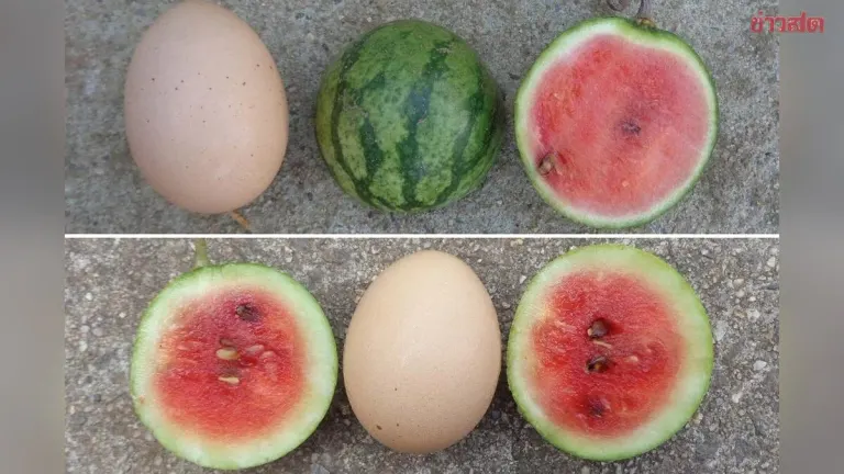 Wow! Tiny 'Micro Watermelons' from US Mother-Daughter Researchers Are Egg-Sized but Taste Just as Sweet
