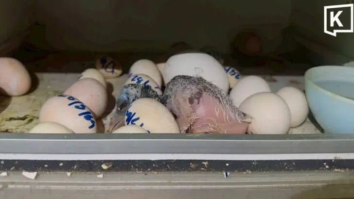 Khao Kheow Zoo Hatches Greater Adjutant Chick for First Time