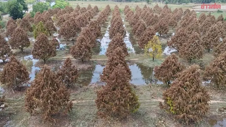 Flood Devastates Durian Farms Across Nine Chanthaburi Districts