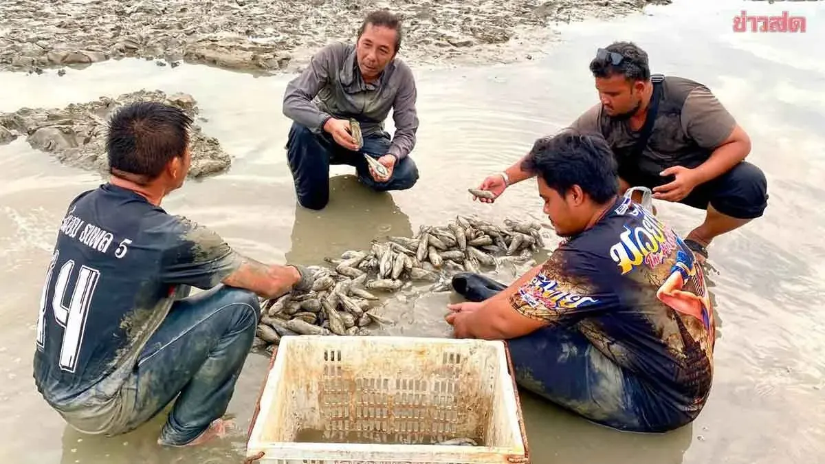 Rare Shellfish Swarm Brings Windfall to Satun Beach