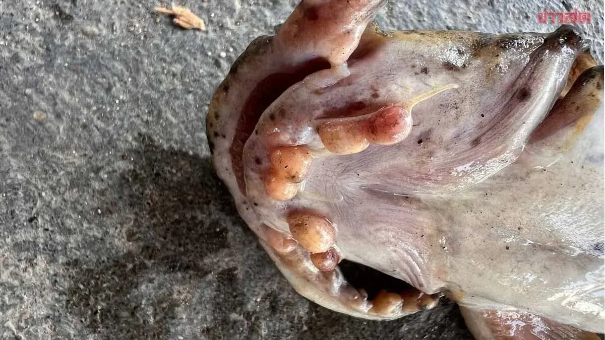 Research Reveals Lead Contamination in Diseased Catfish from Chiang Khan