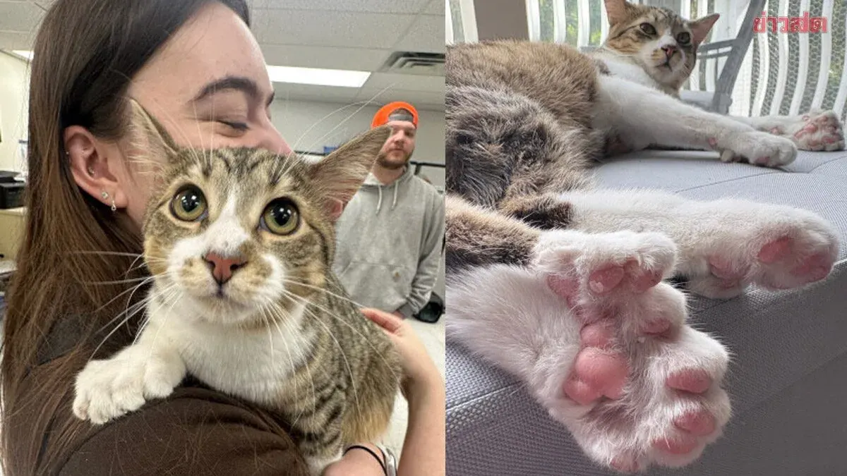 Michigan Kitten Sets Guinness Record With 28 Toes