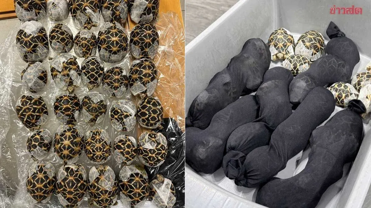 Suvarnabhumi Checkpoint Intercepts Taiwanese Woman Smuggling 30 Indian Star Tortoises
