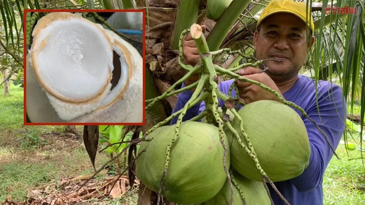 Huai Yot Farmer Reveals Sweet Coconut Growing Secret