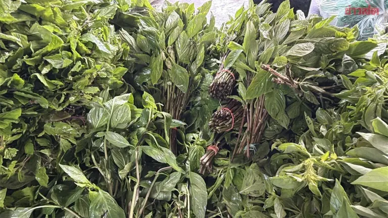 Vegetable Prices Double in Nakhon Ratchasima After Heavy Rains