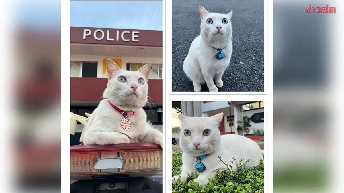 Police Seek Missing Precinct Cat Khlong Long